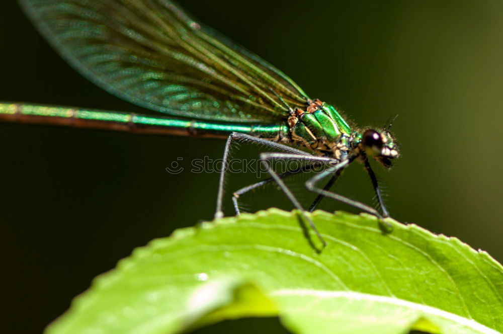 Similar – Image, Stock Photo Splendour Exemplar Nature