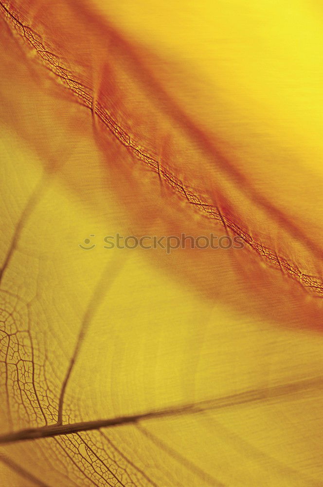 Similar – Image, Stock Photo gold leaf Nature Plant