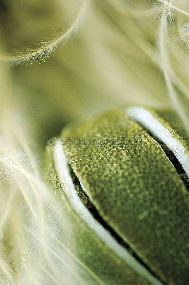 Image, Stock Photo purity Nature Plant