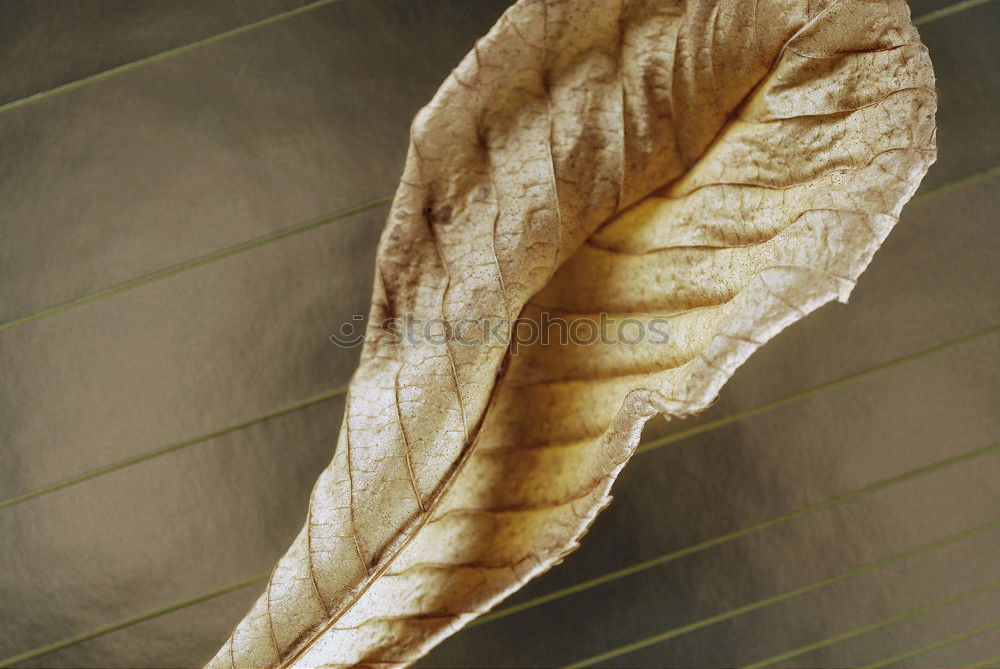 Similar – leaf Nature Plant Autumn