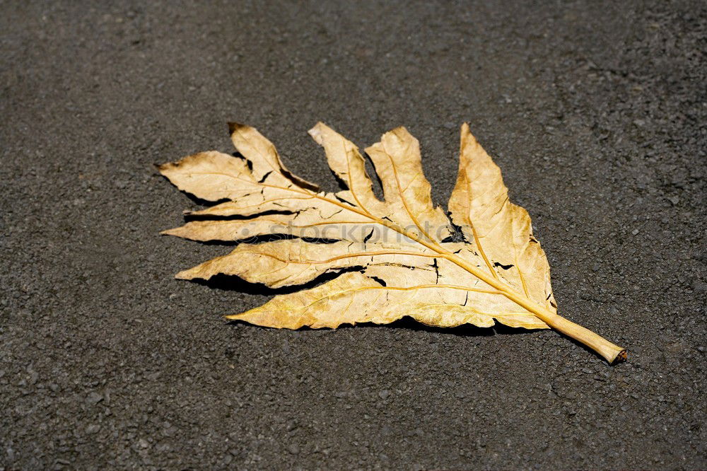 Similar – Single beech leaf on an ice surface