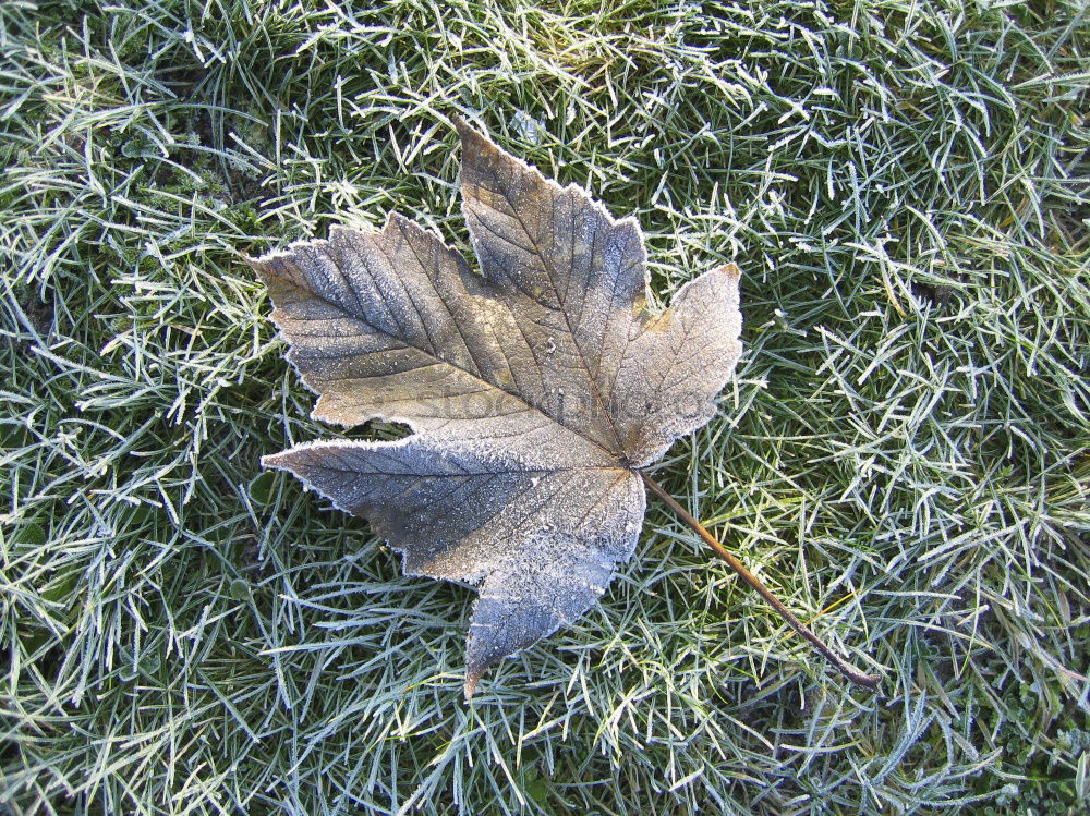 green leaf with ice crystals iegt in frozen grass