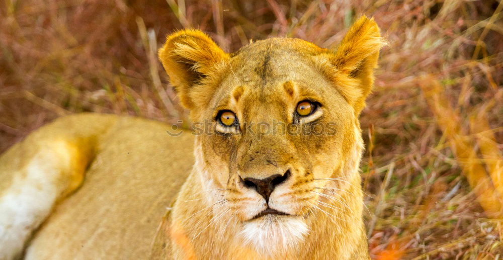 Similar – Image, Stock Photo Lion lying in the grass gaggling