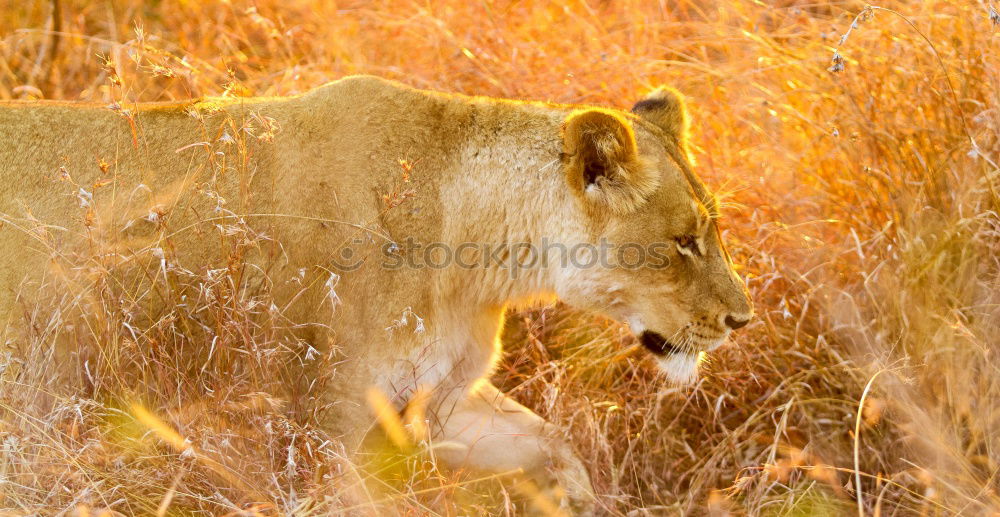 Similar – Image, Stock Photo Tigered cat on the prowl