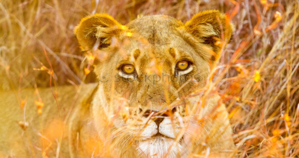 Similar – Image, Stock Photo Lion lying in the grass gaggling