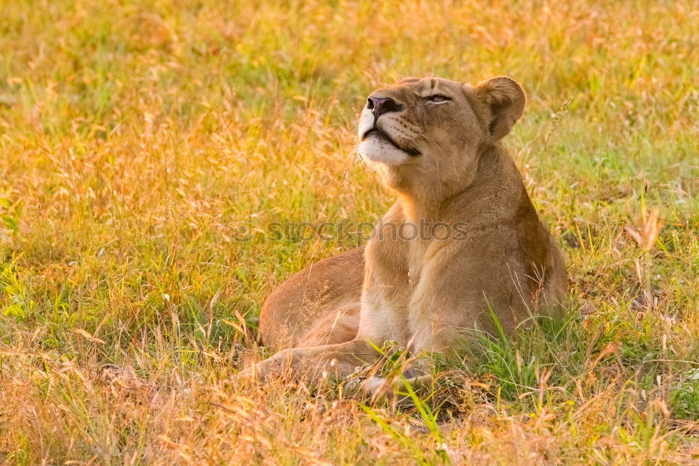 Image, Stock Photo Lion lying in the grass gaggling