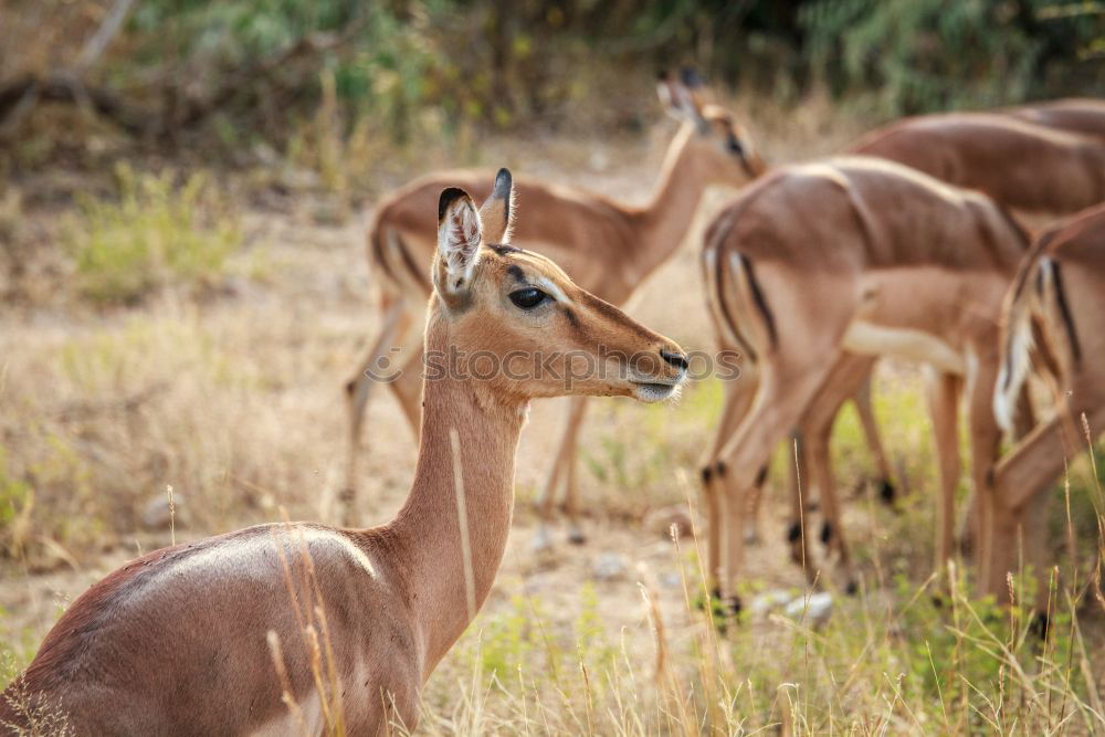 Similar – Impala Herd Nature Animal