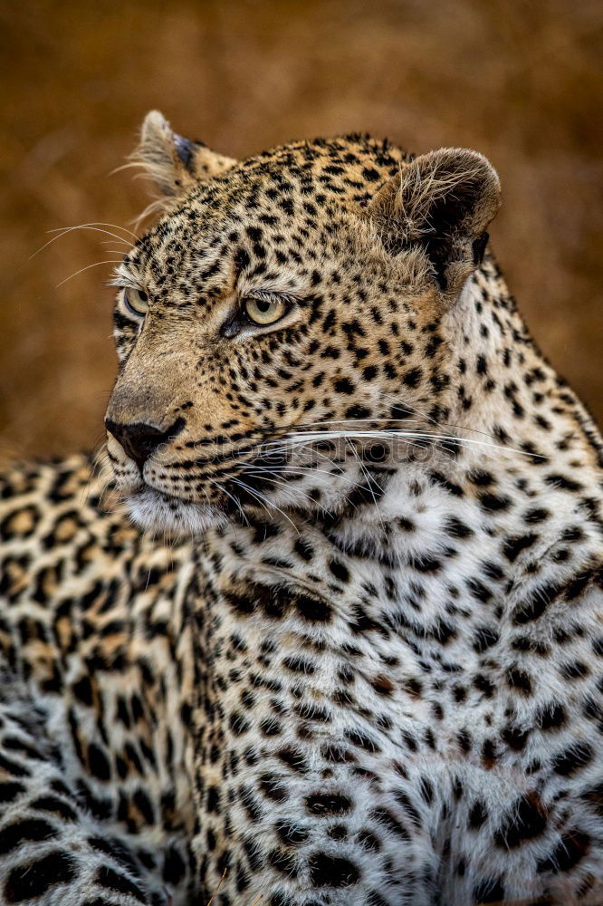 Similar – Close up portrait of Persian leopard