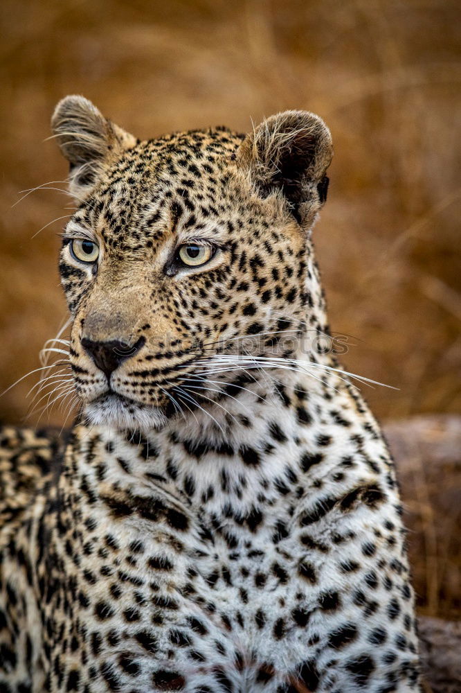 Similar – Close up portrait of Persian leopard