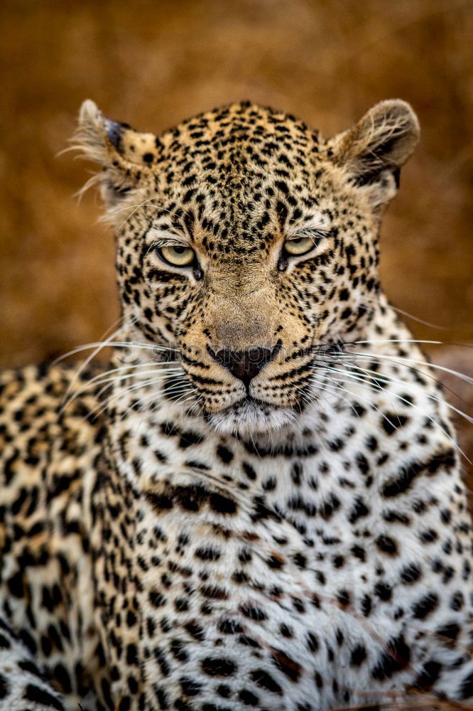 Similar – Close up portrait of male snow leopard