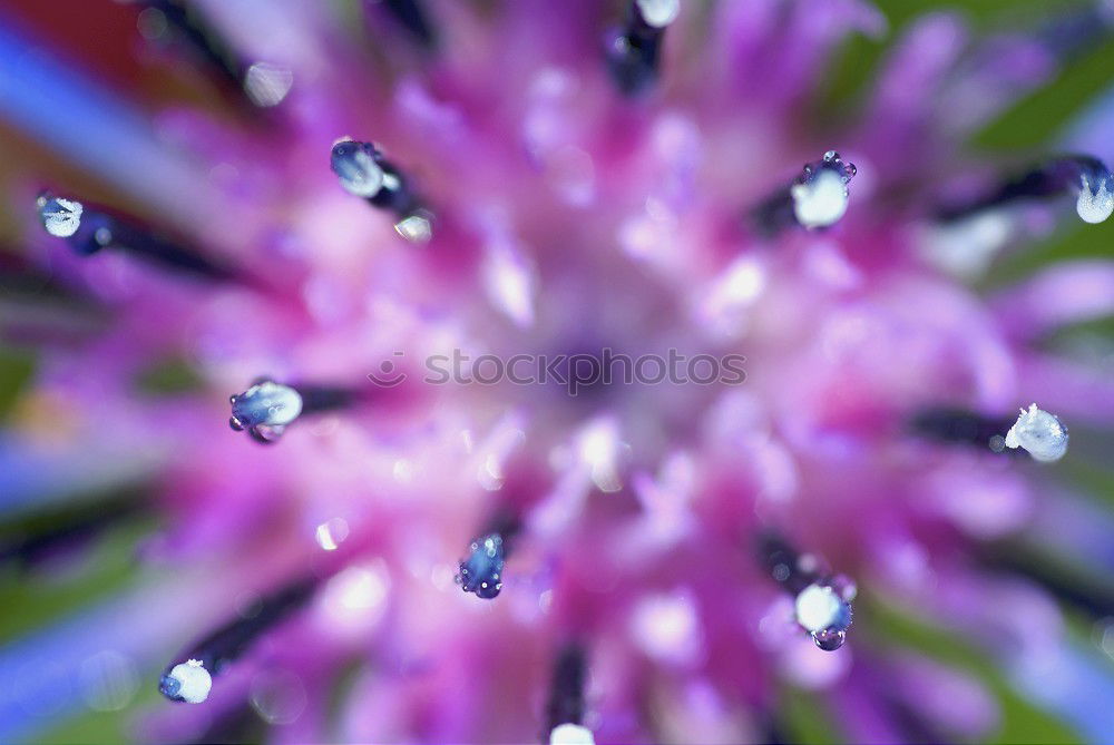 Similar – Image, Stock Photo Close up of a bottlebrush flower