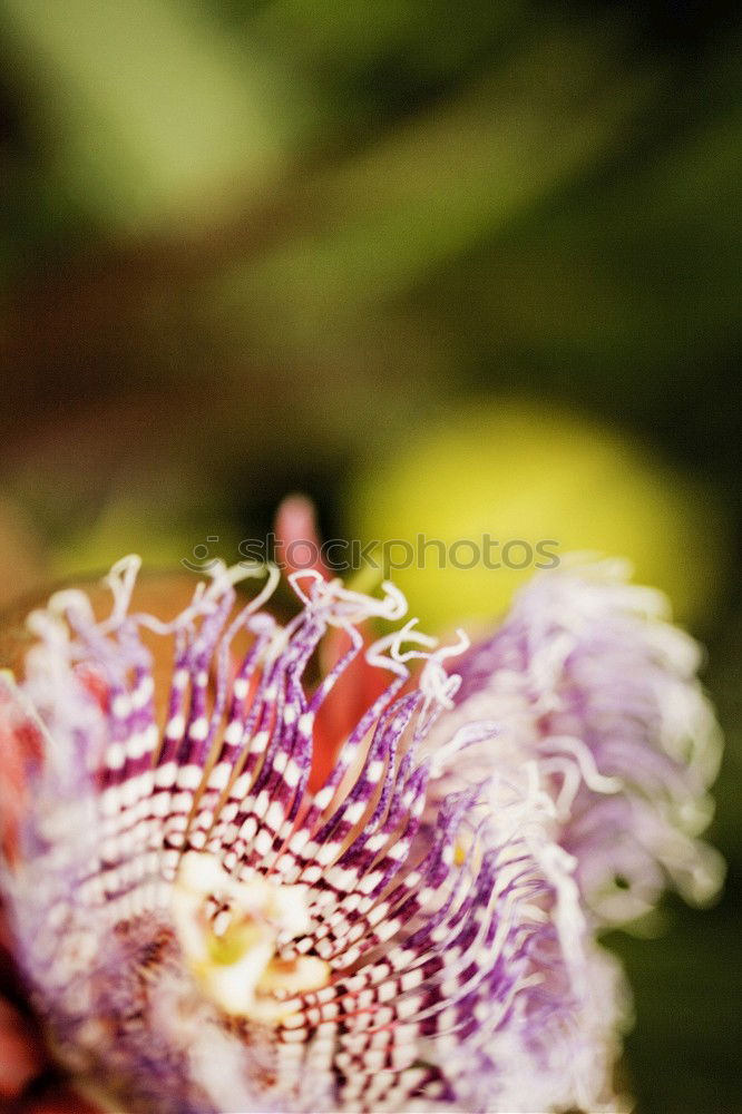 Similar – Macro shot of a passion flower