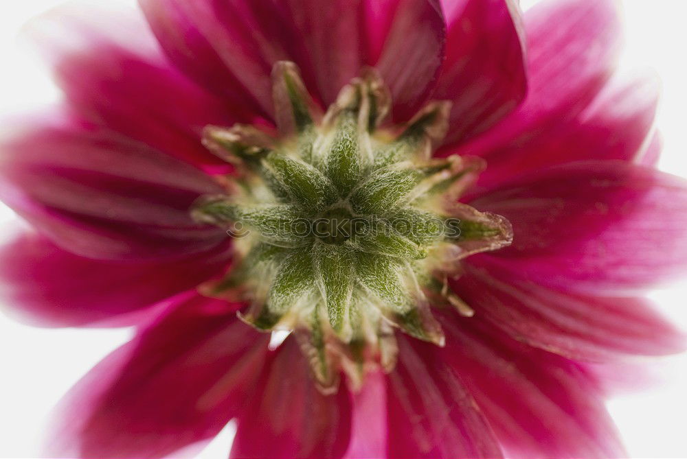 Similar – Blüte! Pink! schön Umwelt