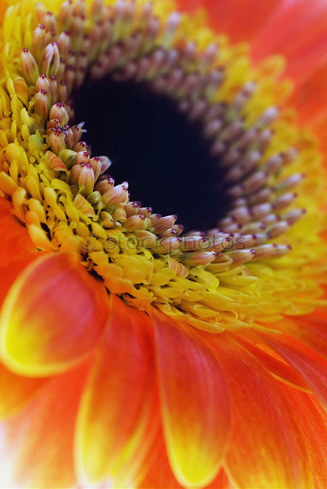 Similar – like the sun Gerbera