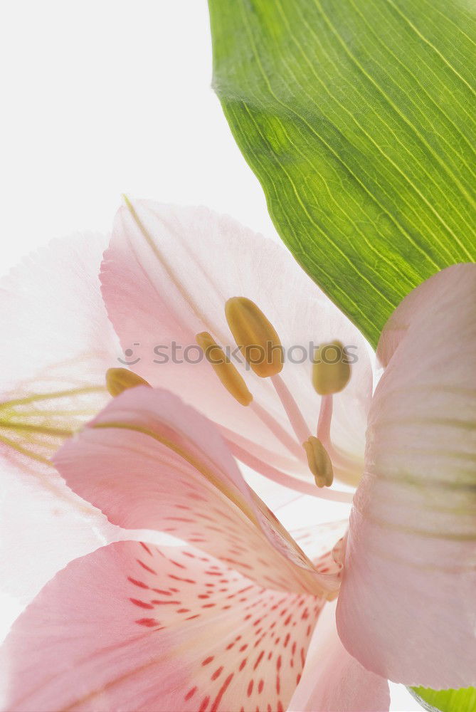 Similar – Flowers Bouquet Of Spring Wet Tulips On Table