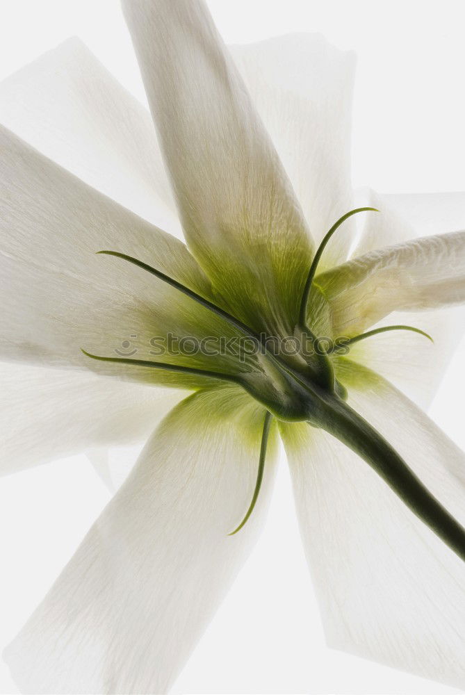 Similar – Blue / white columbine (Aquilegia)