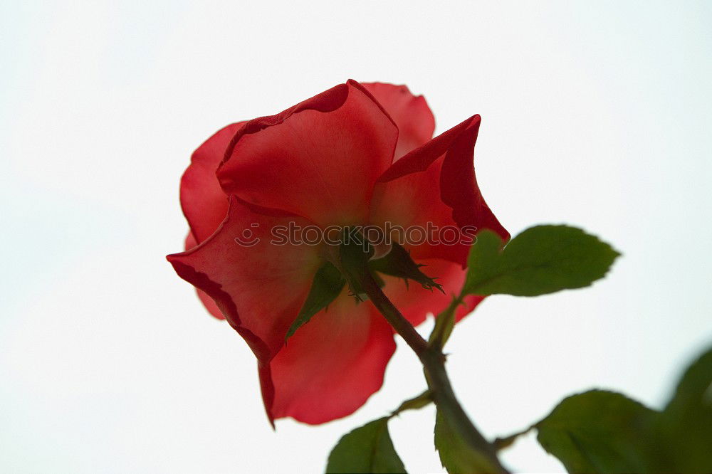 Similar – La Rose Red Thorn