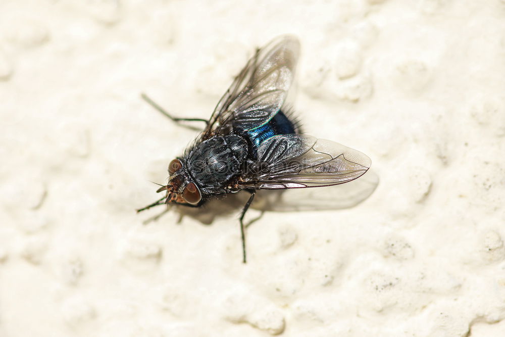 Similar – Resting on Roses Water