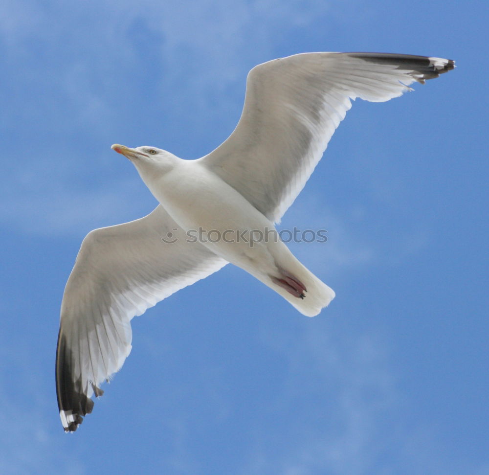 Similar – Image, Stock Photo Sandy feet Nature Animal