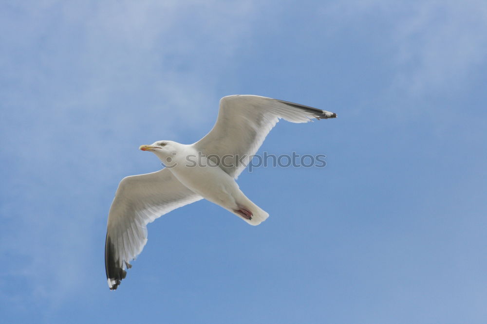 Similar – Image, Stock Photo From the schoolbook for seagull flying lessons