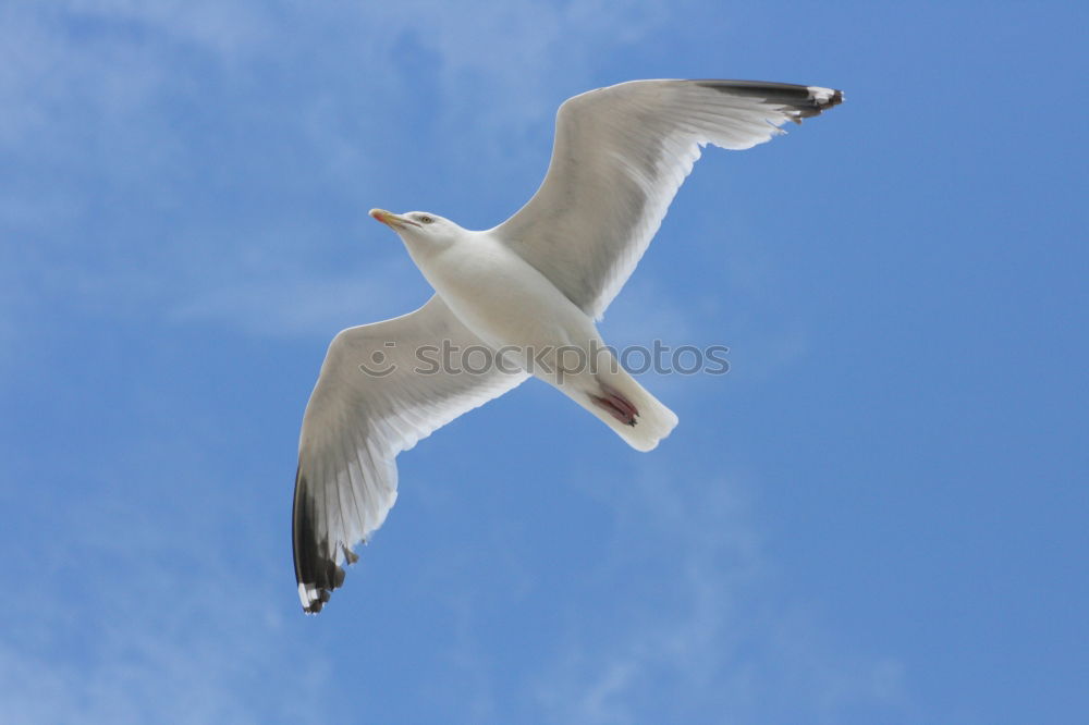 Biplane : Silver Gull ( Larus novaehollandia )