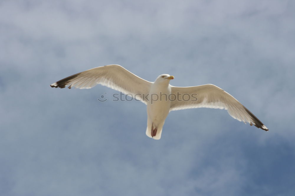 Similar – Image, Stock Photo seagull Seagull