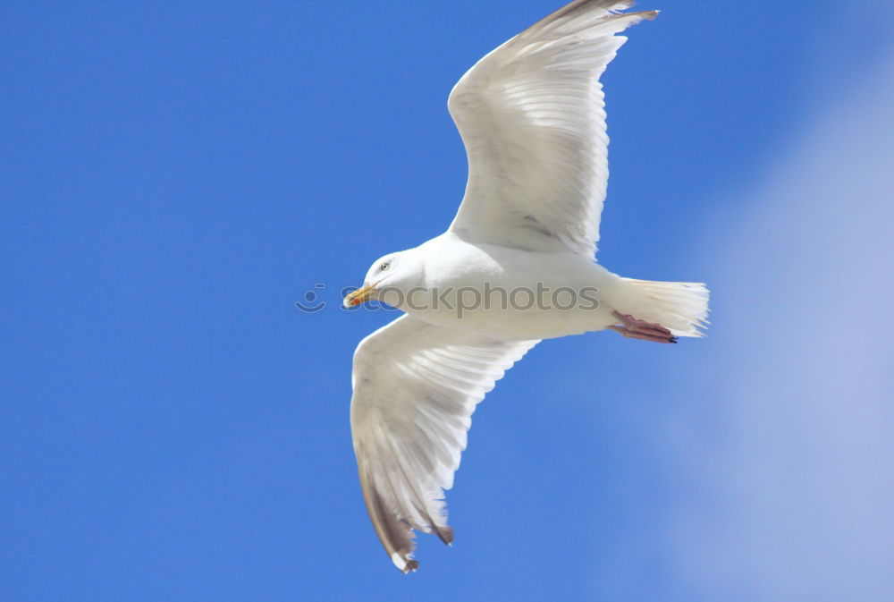 freedom Seagull White