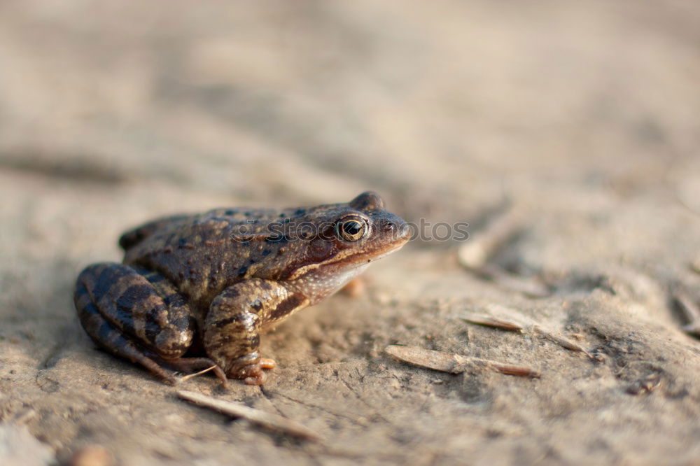 Similar – Frog in the snow Snow Cold