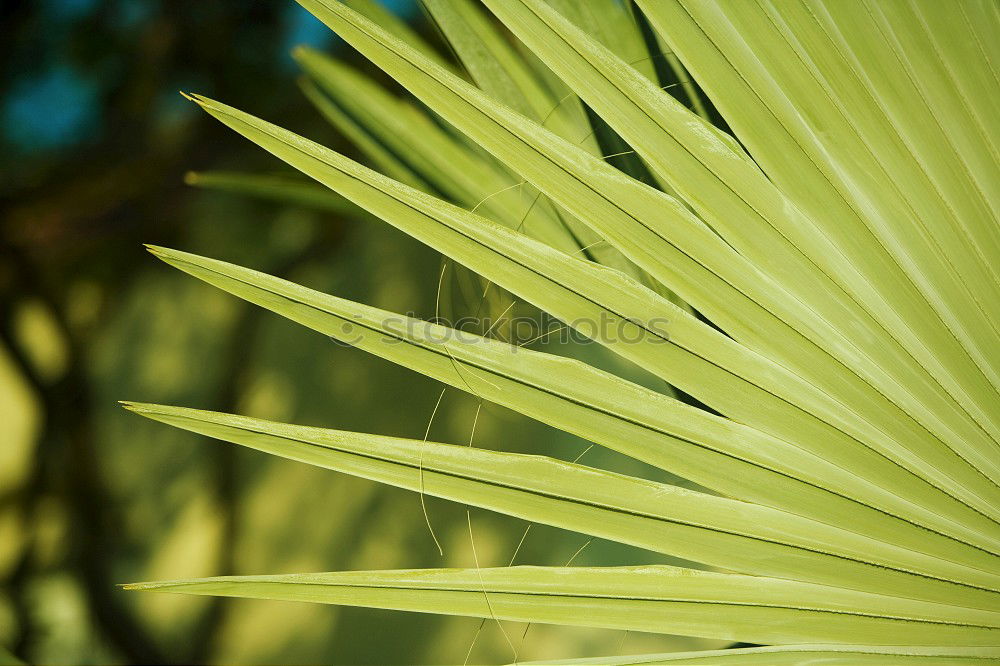 Similar – Image, Stock Photo #AS# sun kiss palm