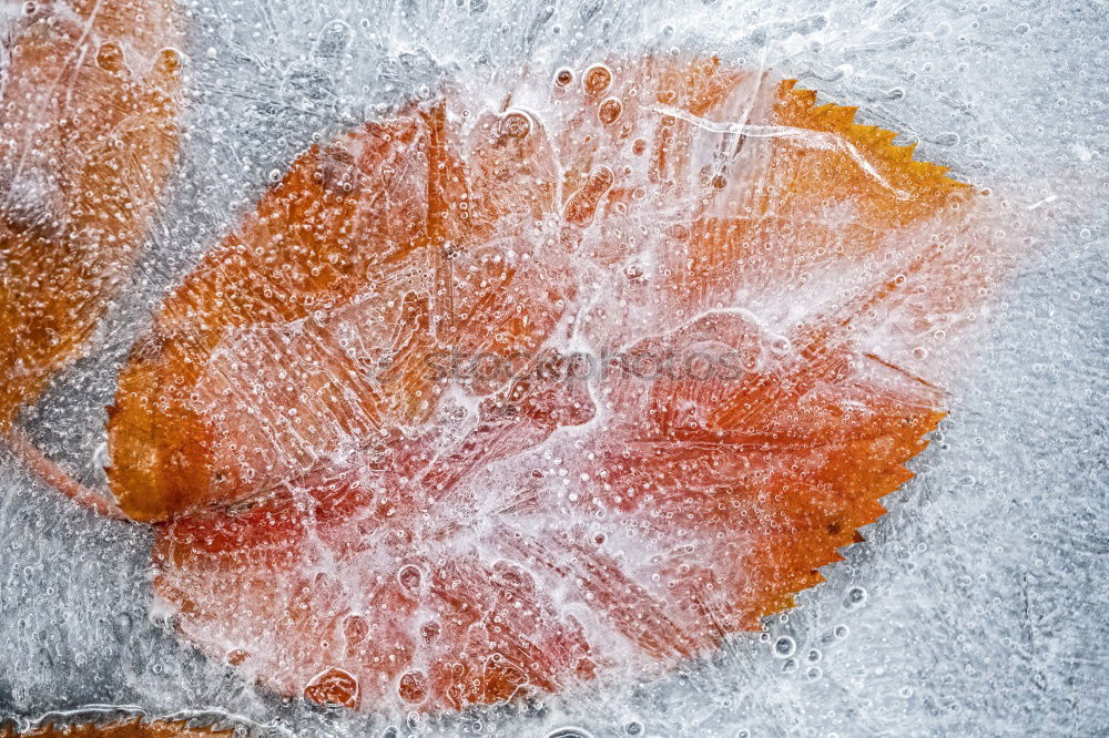 Similar – Image, Stock Photo Shock Frozen Food