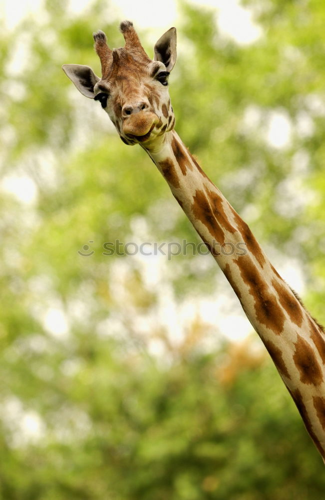 Similar – Giraffe portrait over brick wall close up