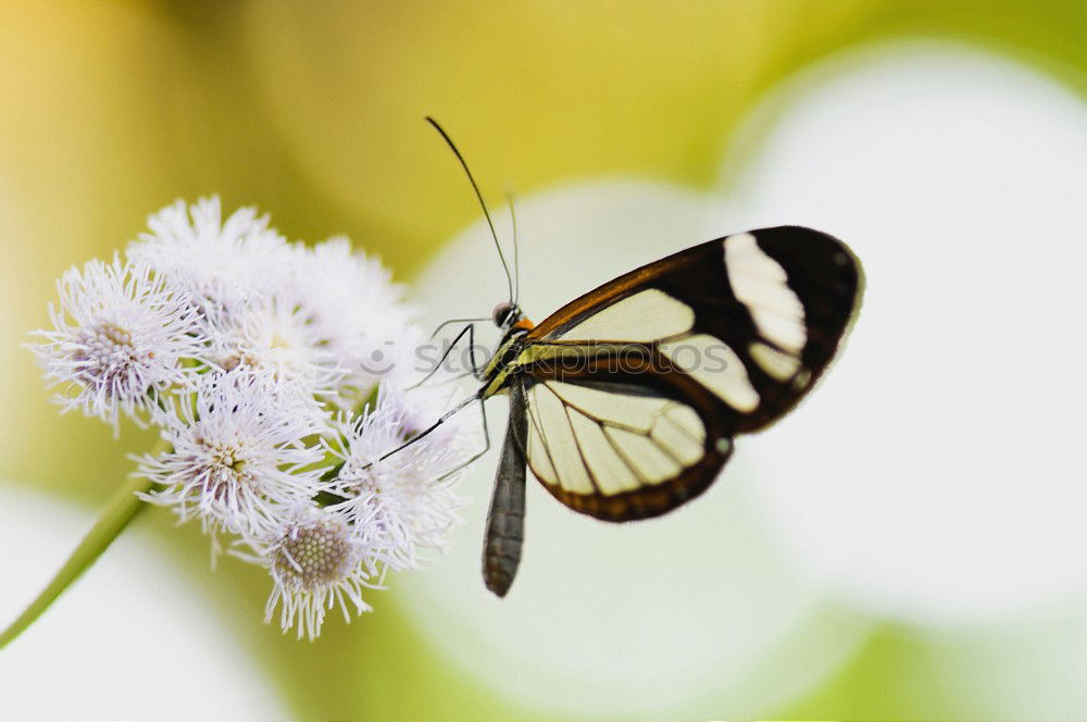 Similar – fringed Nature Plant