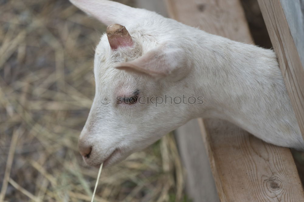 Similar – pig Manure heap Odor