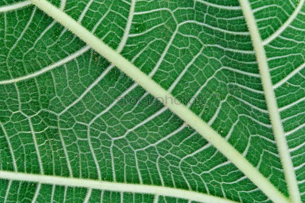 Similar – leaf Green Vessel