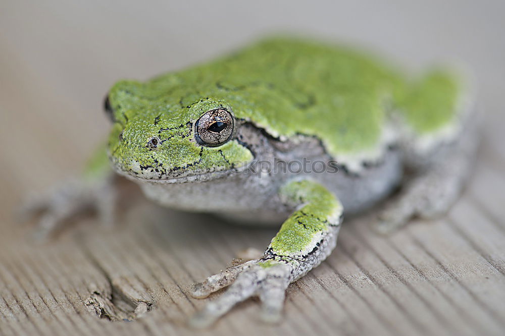 Similar – Image, Stock Photo chameleon Saurians