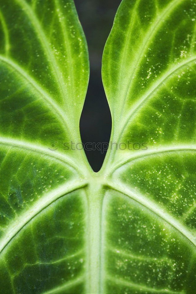 Image, Stock Photo balance Leaf Cleanliness