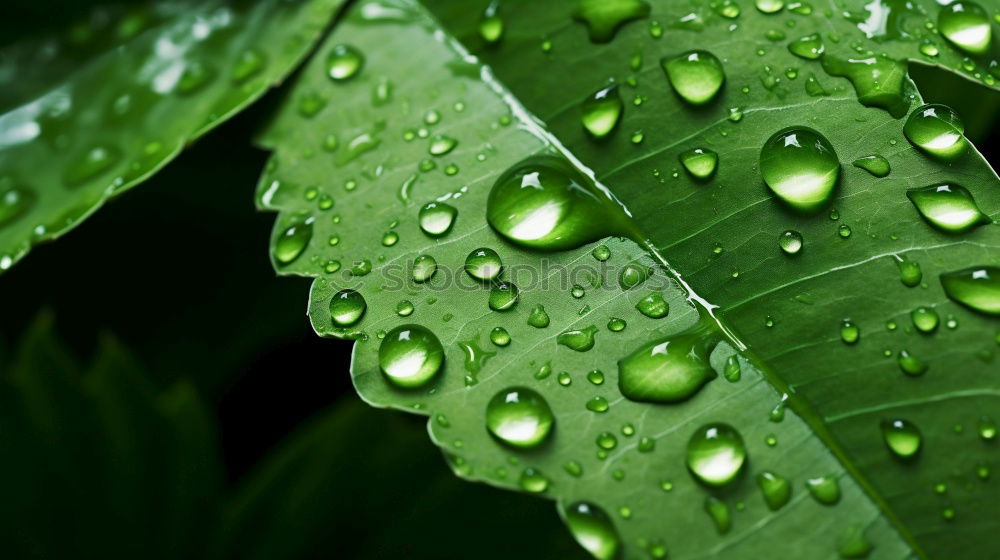 Similar – raindrop Environment