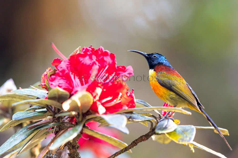 Similar – Foto Bild Kolibri II Ausflug