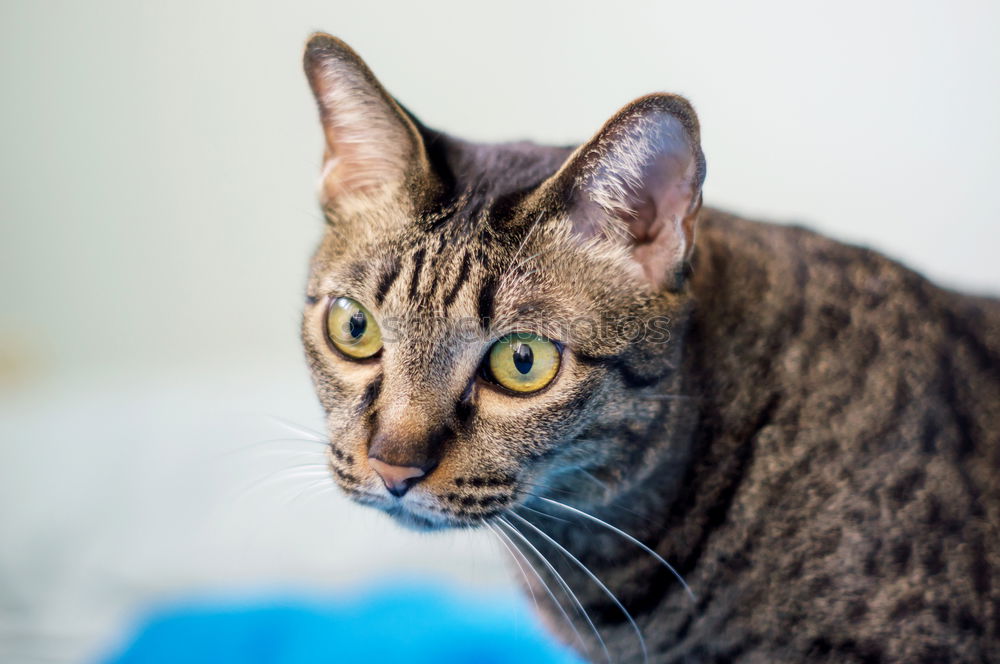 Similar – Image, Stock Photo Cat looks grumpy Animal