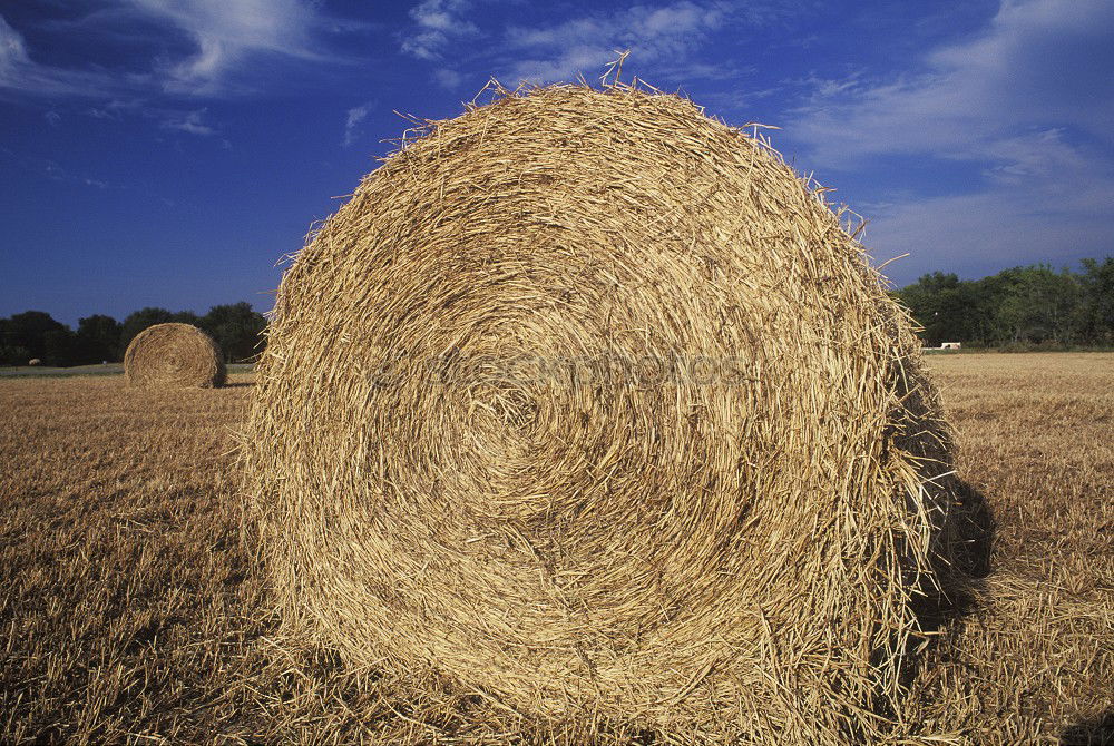 Similar – hay bales Hay bale Straw