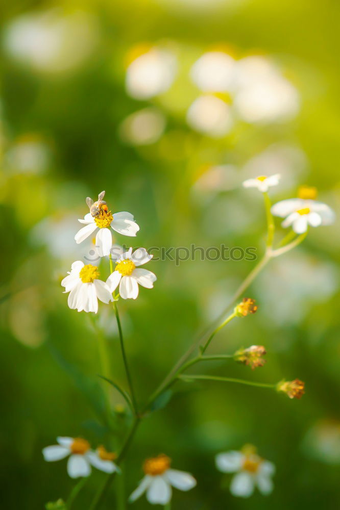 Similar – Image, Stock Photo small white Flower Plant