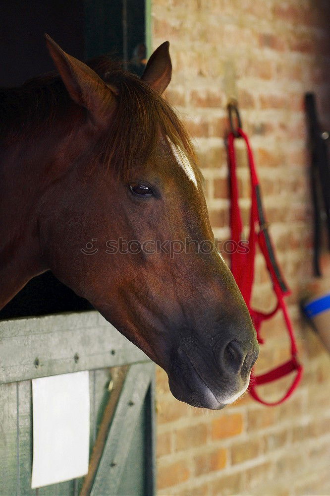 Similar – Image, Stock Photo Half Door Animal