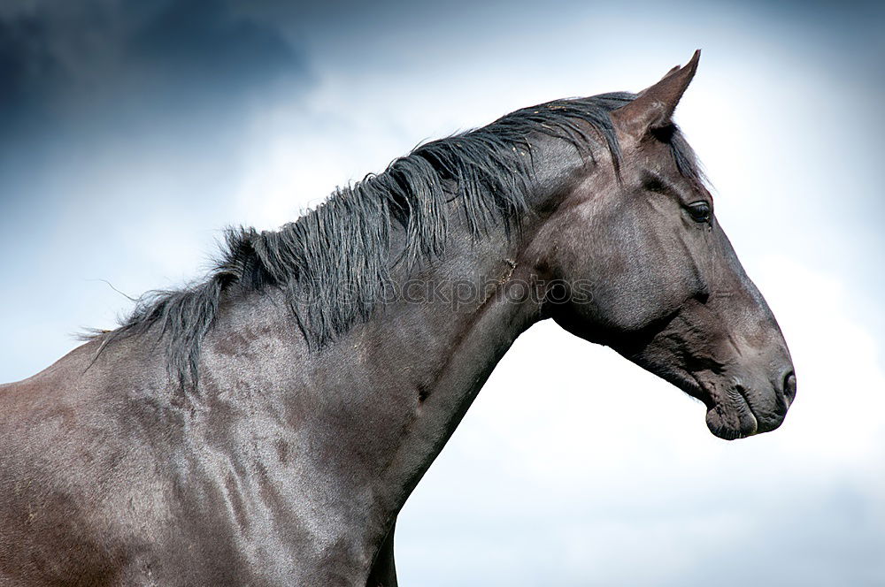 Similar – Image, Stock Photo Pony in the sky Horse