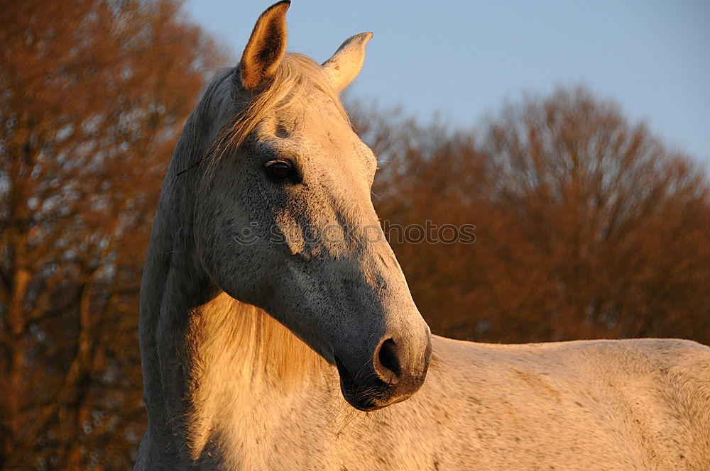 Similar – Foto Bild Schwarzes Pferd mit buntem Herbst Blätter Hintergrund