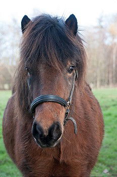 Similar – Image, Stock Photo horse on a meadow!!!