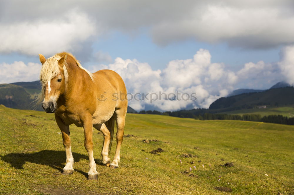 Similar – Image, Stock Photo horse whispering