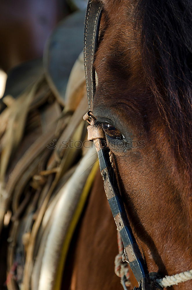 Similar – Image, Stock Photo Man saddling a horse and tighten the girth. Foreground.
