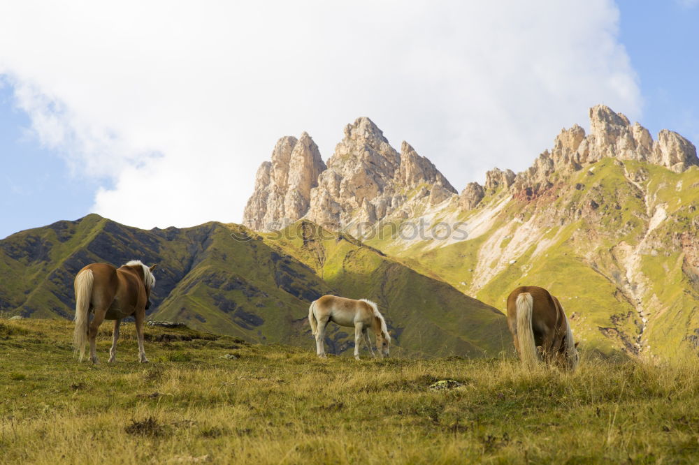 Similar – Image, Stock Photo Cow on pasture2 Lifestyle