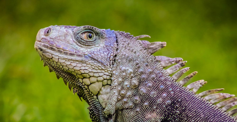 Similar – iguana Nature Wild animal