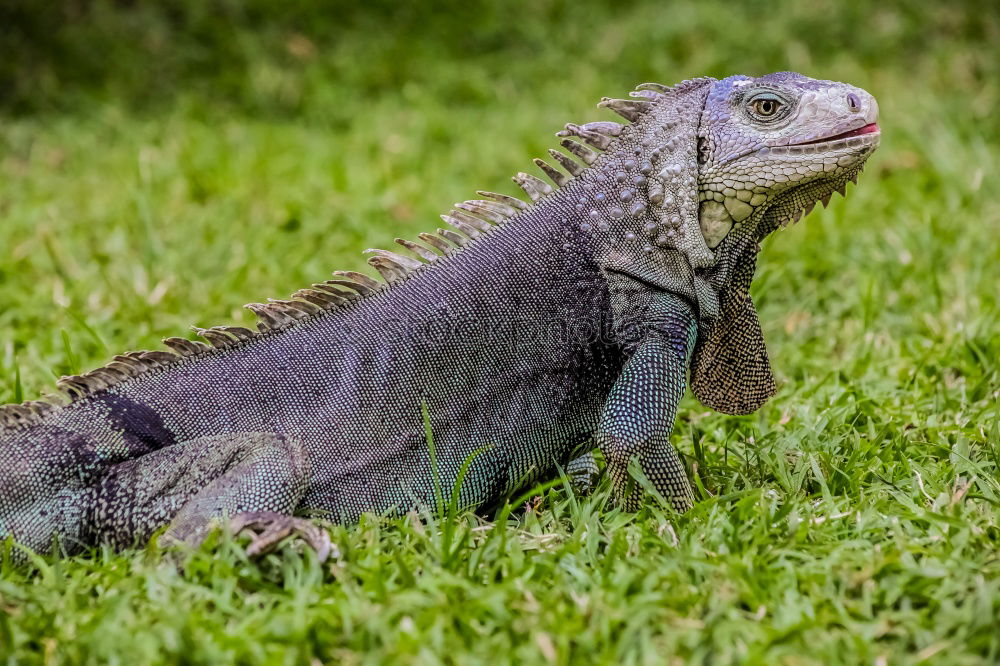 Similar – Image, Stock Photo worm’s-eye view Animal Hop